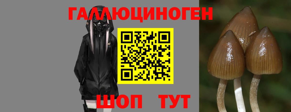 Саяногорск  Галлюциногенные грибы Cubensis  Вход с VPN 